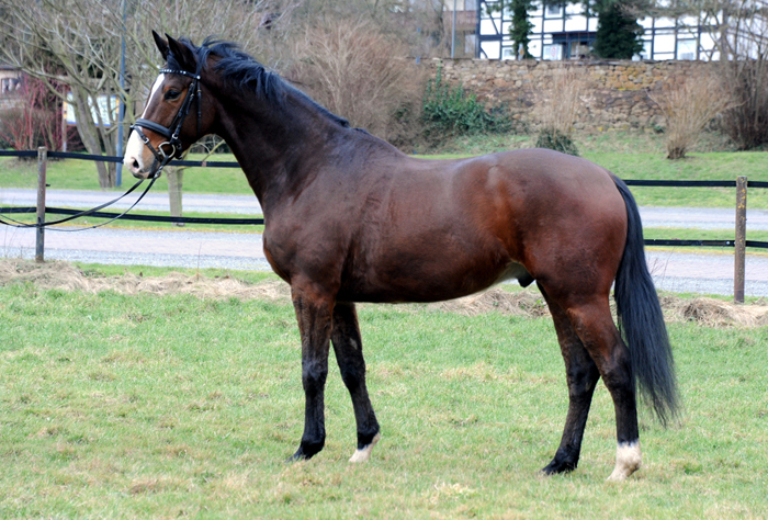 Tom Taylor von Zauberdeyk u.d. Pr.u.StPrSt. Tacyra v. Saint Cyr - Foto: Beate Langels - 
Trakehner Gestt Hmelschenburg