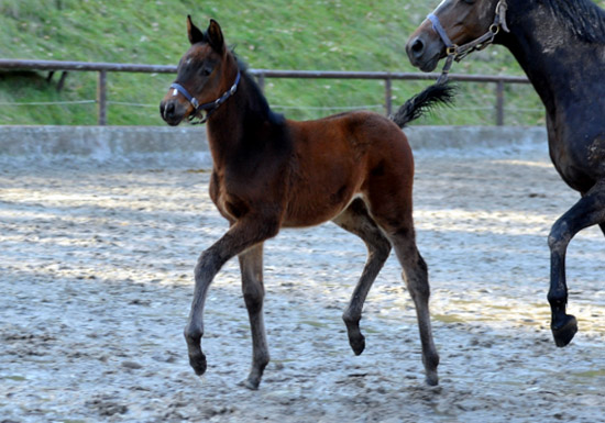 Stutfohlen Schwalbensage von Grand Corazon u.d. Schwalbenfeder v. Summertime - Trakehner Gestt Hmelschenburg