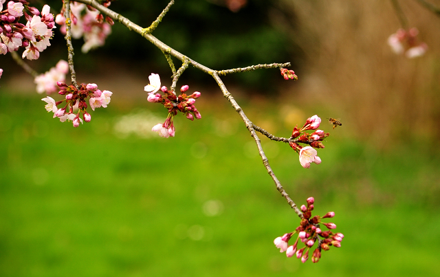 Frhlingsboten
 - Trakehner Gestt Hmelschenburg - Beate Langels