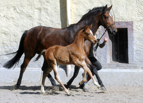 Trakehner Hengstfohlen von Saint Cyr u.d. Pr. u. StPrSt. Karena v. Freudenfest - Gestt Hmelschenburg - Beate Langels