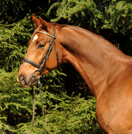  5jhriger Wallach von Fidertanz - Foto: Richard Langels - Gestt Schplitz