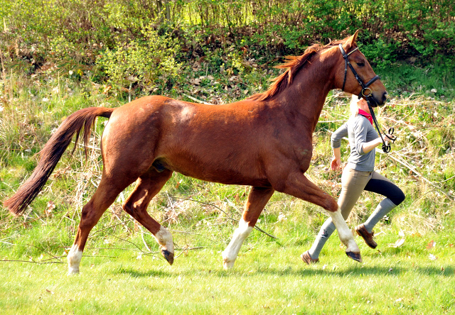  5jhriger Wallach von Fidertanz - Foto: Richard Langels - Gestt Schplitz