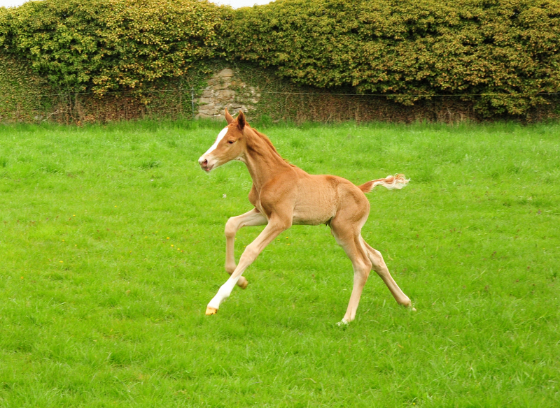 Stutfohlen von Zauberdeyk u.d. Pr.u. StPrSt. Vittoria v. Exclusiv - 2. Mai 2021 - Foto: Beate Langels - 
Trakehner Gestt Hmelschenburg