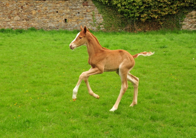 vITTORIA mit ihrer Tochter von Zauberdeyk - 2. Mai 2021 - Foto: Beate Langels - 
Trakehner Gestt Hmelschenburg