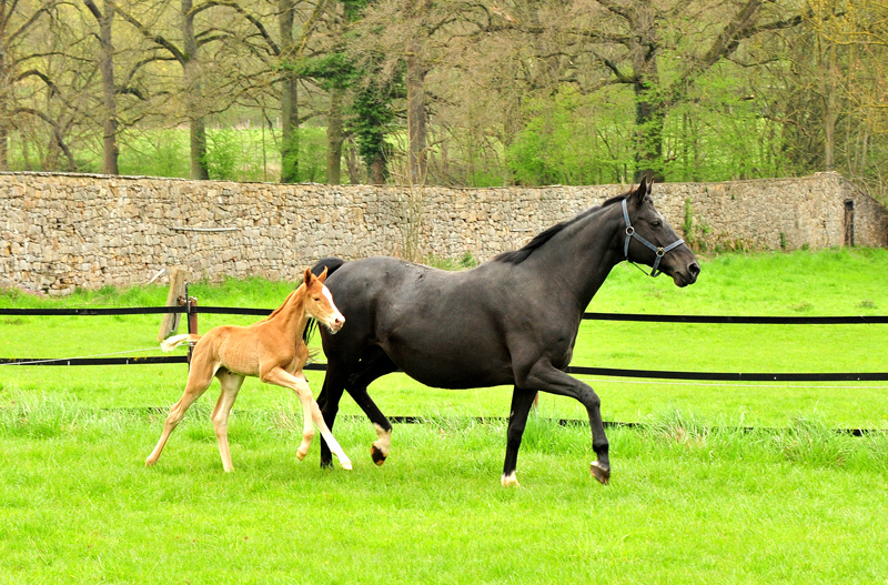 vITTORIA mit ihrer Tochter von Zauberdeyk - 2. Mai 2021 - Foto: Beate Langels - 
Trakehner Gestt Hmelschenburg