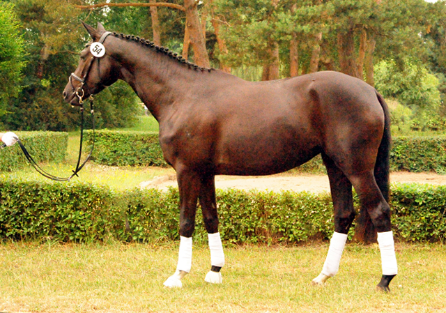 Gacyria von Saint Cyr als Prmienanwrterin des Trakehner Verbandes - Foto: Beate Langels