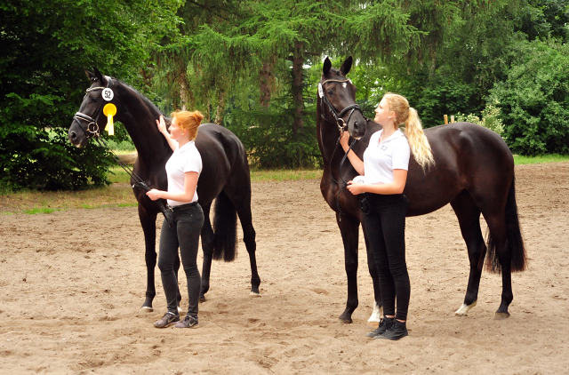 Smilla v. Oliver Twist u.d. Schwalbenfee v. Freudenfest - ausgezeichnet als Prmienanwrterin des Trakehner Verbandes - 
Foto: Beate Langels