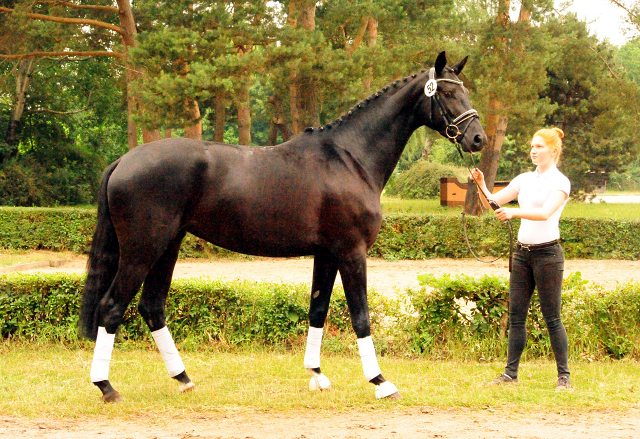 Smilla v. Oliver Twist u.d. Schwalbenfee v. Freudenfest - ausgezeichnet als Prmienanwrterin des Trakehner Verbandes - 
Foto: Beate Langels