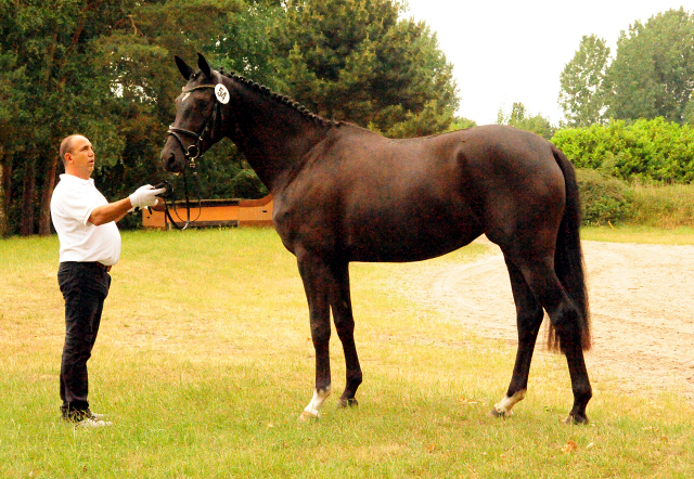 Gacyria von Saint Cyr als Prmienanwrterin des Trakehner Verbandes - Foto: Beate Langels