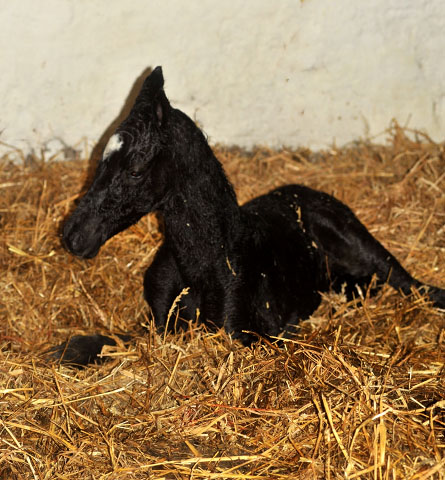 Stutfohlen von Symont u.d. Greta Garbo v. Alter Fritz , Foto: Beate Langels, Trakehner Gestt Hmelschenburg