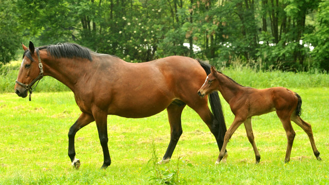 Trakehner Stutfohlen v. Freudenfest 