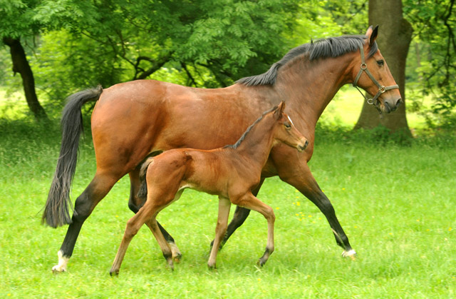 Trakehner Stutfohlen v. Freudenfest 