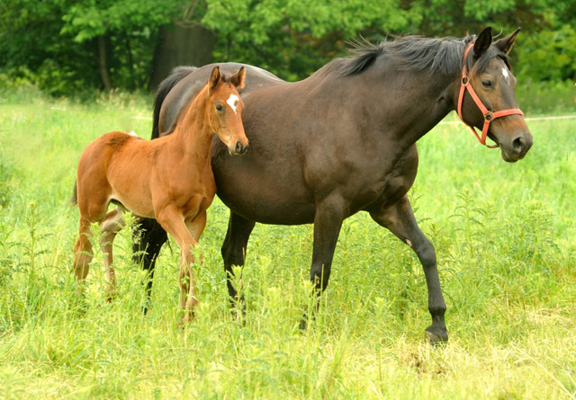 Trakehner Hengstfohlen von Summertime u.d. Elitestute Schwalbenspiel v. Exclusiv, Foto: Beate Langels, Trakehner Gestt Hmelschenburg