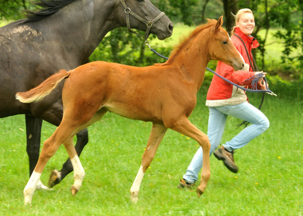 Stutfohlen von Symont u.d. Pr.u.StPrSt. Vittoria v. Exclusiv - Trakehner Gestt Hmelschenburg - Foto: Beate Langels - Trakehner Gestt Hmelschenburg