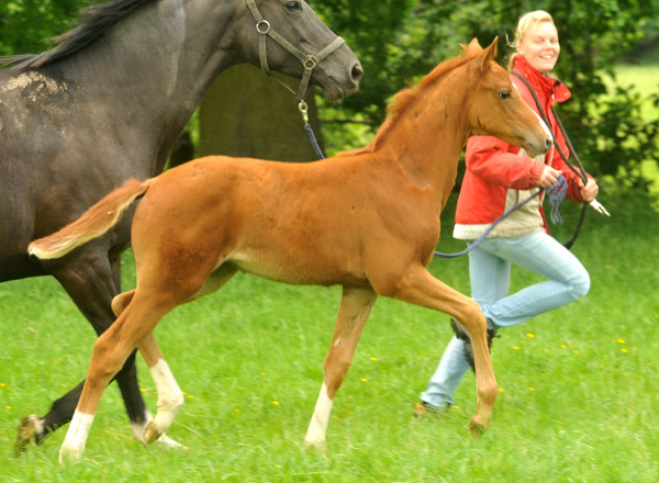 Stutfohlen von Symont u.d. Pr.u.StPrSt. Vittoria v. Exclusiv - Trakehner Gestt Hmelschenburg - Foto: Beate Langels - Trakehner Gestt Hmelschenburg