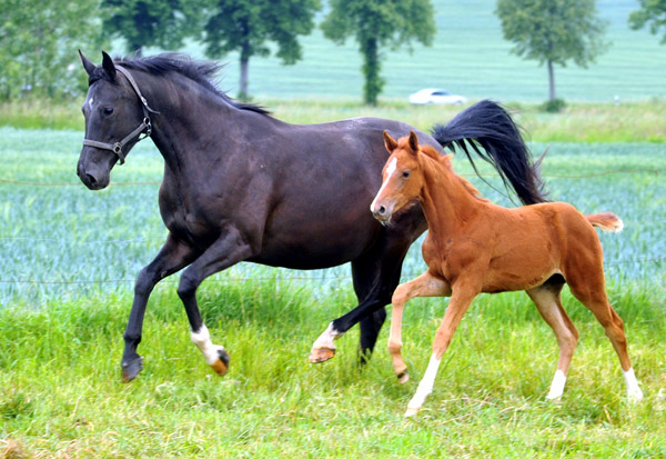 Stutfohlen von Symont u.d. Pr.u.StPrSt. Vittoria v. Exclusiv - Trakehner Gestt Hmelschenburg - Foto: Beate Langels - Trakehner Gestt Hmelschenburg
