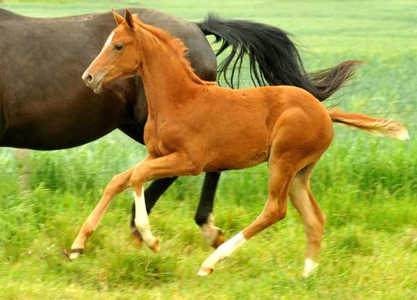 Stutfohlen von Symont u.d. Pr.u.StPrSt. Vittoria v. Exclusiv - Trakehner Gestt Hmelschenburg - Foto: Beate Langels - Trakehner Gestt Hmelschenburg