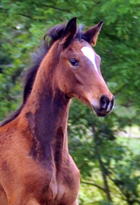 Trakehner Stutfohlen von Saint Cyr u.d. Prmien- und Staatsprmienstute Karena v. Freudenfest - Foto: Beate Langels, Trakehner Gestt Hmelschenburg