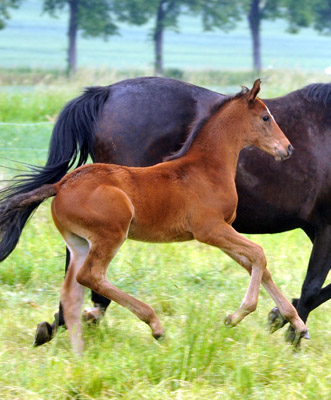 Trakehner Hengstfohlen von Summertime u.d. Elitestute Schwalbenspiel v. Exclusiv, Foto: Beate Langels, Trakehner Gestt Hmelschenburg