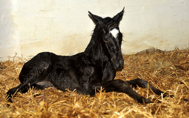 Stutfohlen von Symont u.d. Greta Garbo v. Alter Fritz, Foto: Beate Langels, Trakehner Gestt Hmelschenburg