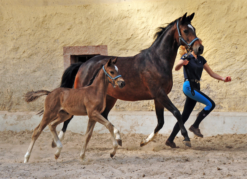 Trakehner Stutfohlen von Zauberdeyk u.d. Pr.A. Gabbana v. High Motion - Alter Fritz  - Gestt Hmelschenburg - Beate Langels