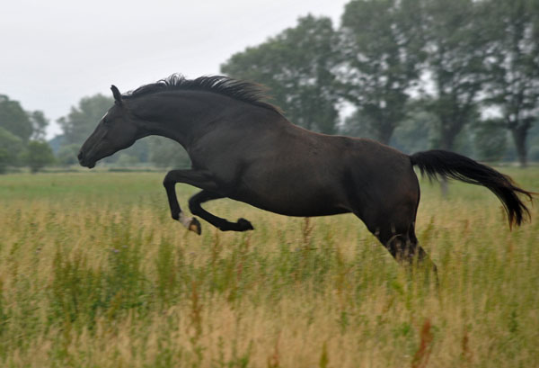 Schwalbensiegel von Kostolany - 2. Juli 2011 - Foto: Beate Langels - Trakehner Gestt Hmelschenburg - Beate Langels