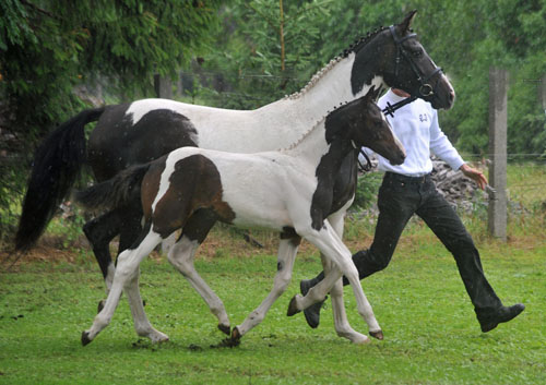 Stutfohlen von Summertime - Indian Boy, Foto: Beate Langels