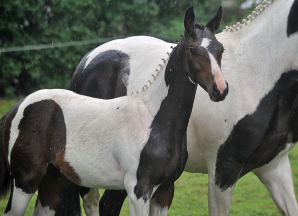 Stutfohlen von Summertime - Indian Boy, Foto: Beate Langels