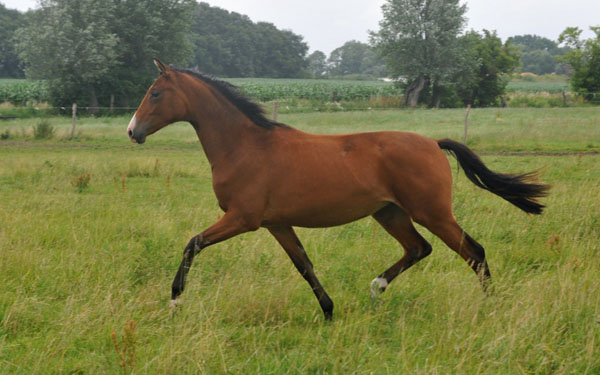 Schwalbenperle v. Alter Fritz u.d. Schwalbenfee v. Freudenfest - Schplitz 2. Juli 2011 Foto: Beate Langels - Trakehner Gestt Hmelschenburg