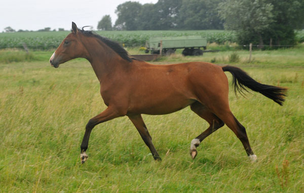 Schwalbenperle v. Alter Fritz u.d. Schwalbenfee v. Freudenfest - Schplitz 2. Juli 2011 Foto: Beate Langels - Trakehner Gestt Hmelschenburg