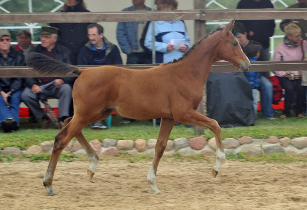 Schwalbenpoesie - Trakehner Stutfohlen von Exclusiv u.d. Schwalbenfee v. Freudenfest - Gestt Hmelschenburg - Foto: Beate Langels