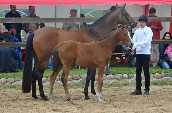 Schwalbenpoesie - Trakehner Stutfohlen von Exclusiv u.d. Schwalbenfee v. Freudenfest - Gestt Hmelschenburg - Foto: Beate Langels