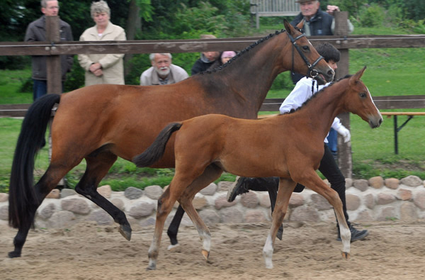 Schwalbenpoesie - Trakehner Stutfohlen von Exclusiv u.d. Schwalbenfee v. Freudenfest - Gestt Hmelschenburg - Foto: Beate Langels