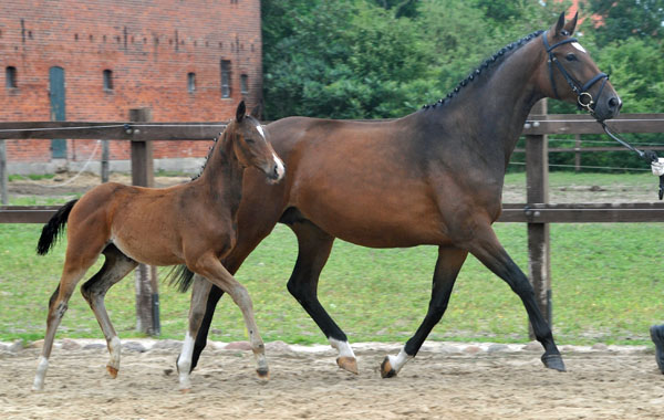 Trakehner Stutfohlen von Saint Cyr u.d. Dejaniera v. Freudenfest u.d. Didaktik v. Manrico, Zchter: B. Gutmann, Foto: Beate Langels