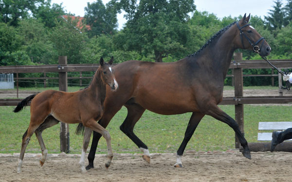 Trakehner Stutfohlen von Saint Cyr u.d. Dejaniera v. Freudenfest u.d. Didaktik v. Manrico, Zchter: B. Gutmann, Foto: Beate Langels