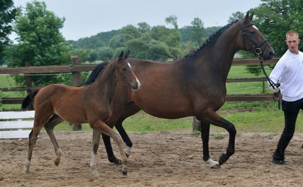 Trakehner Stutfohlen von Saint Cyr u.d. Dejaniera v. Freudenfest u.d. Didaktik v. Manrico, Zchter: B. Gutmann, Foto: Beate Langels