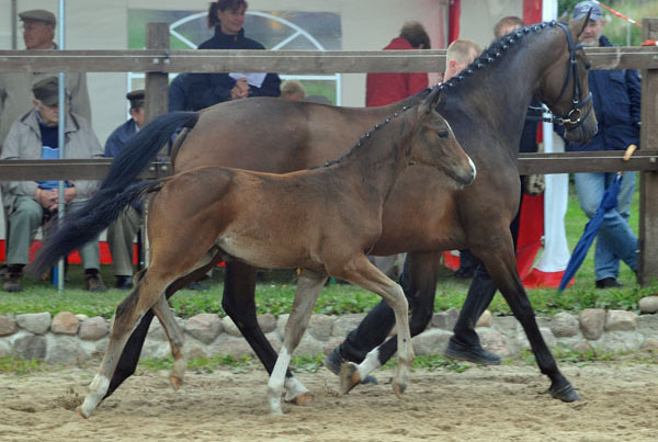 Trakehner Stutfohlen von Saint Cyr u.d. Dejaniera v. Freudenfest u.d. Didaktik v. Manrico, Zchter: B. Gutmann, Foto: Beate Langels