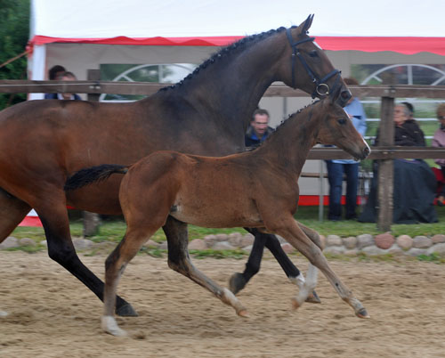 Trakehner Stutfohlen von Saint Cyr u.d. Dejaniera v. Freudenfest u.d. Didaktik v. Manrico, Zchter: B. Gutmann, Foto: Beate Langels