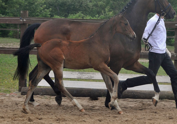 Trakehner Stutfohlen von Saint Cyr u.d. Dejaniera v. Freudenfest u.d. Didaktik v. Manrico, Zchter: B. Gutmann, Foto: Beate Langels