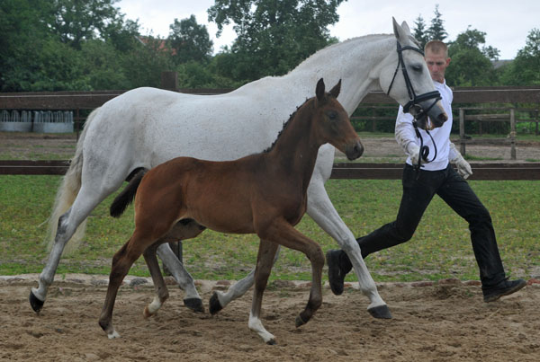 Hengstfohlen von Silvermoon u.d. Pr. u. StPrSt. Thalia v. Exclusiv u.d. Elitestute Thirza v. Karon - Foto: Beate Langels Gestt Hmelschenburg