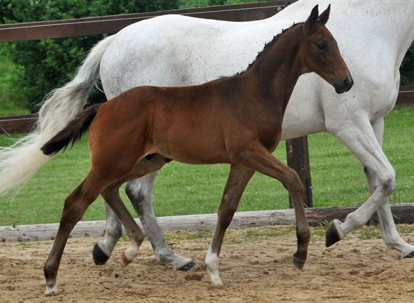 Hengstfohlen von Silvermoon u.d. Pr. u. StPrSt. Thalia v. Exclusiv u.d. Elitestute Thirza v. Karon - Foto: Beate Langels Gestt Hmelschenburg