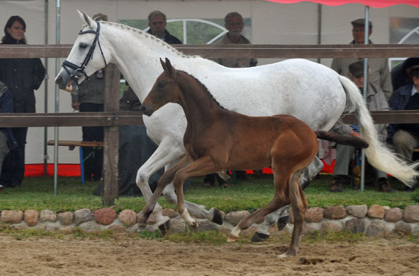 Hengstfohlen von Silvermoon u.d. Pr. u. StPrSt. Thalia v. Exclusiv u.d. Elitestute Thirza v. Karon - Foto: Beate Langels Gestt Hmelschenburg