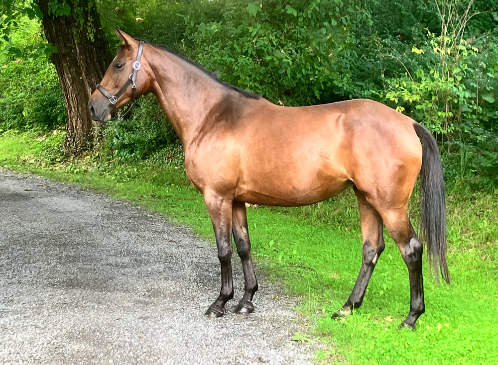 Trakehner Mare Valea by out of Pr.u.StPrSt. Vittoria by Exclusiv- Trakehner Gestt Hmelschenburg - Foto: Beate Langels - Trakehner Gestt Hmelschenburg