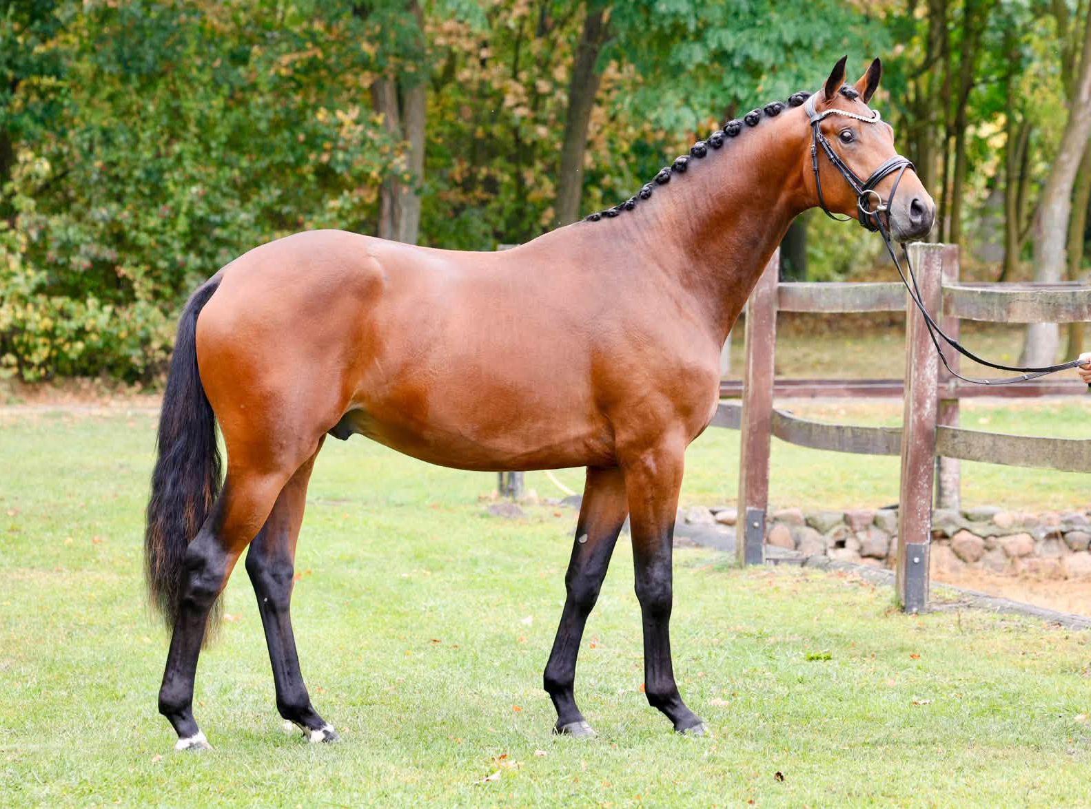 Kantanos - 2j�hriger Hengst v. Preu�en Party u.d. Katniss Everdeen v. Saint Cyr - Trakehner Gest�t H�melschenburg - Fotos Beate Langels