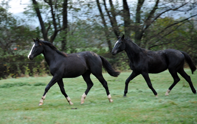 Greenwich Park - Hengst von Saint Cyr u.d. Pr. u. StPrSt. Grace Note v. Alter Fritz - Foto: Beate Langels - Trakehner Gestt Hmelschenburg