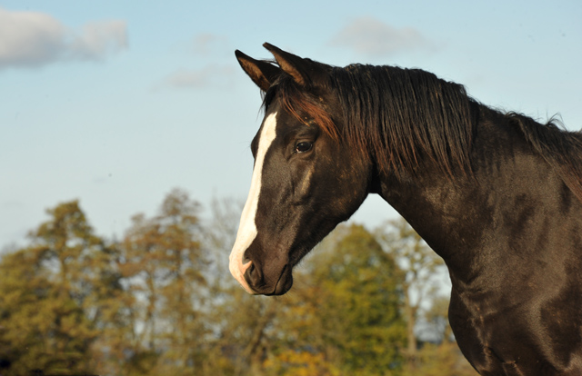 Greenwich Park - Hengst von Saint Cyr u.d. Pr. u. StPrSt. Grace Note v. Alter Fritz - Foto: Beate Langels - Trakehner Gestt Hmelschenburg