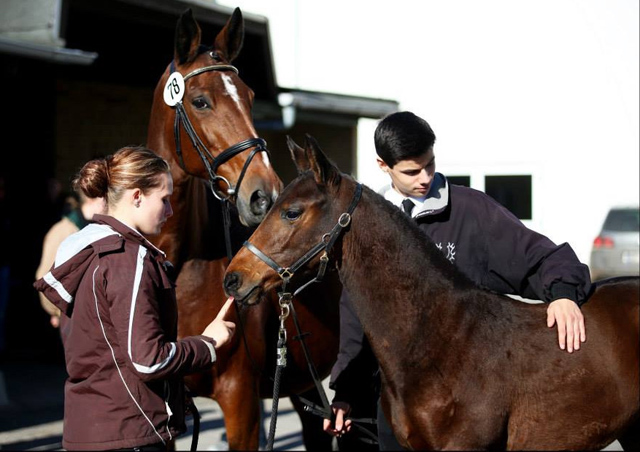 Kavango - Hengstfohlen v. Shavalou u.d. Elitestute Kalmar v. Exclusiv - Trakehner Gestt Hmelschenburg - Foto: Beate Langels