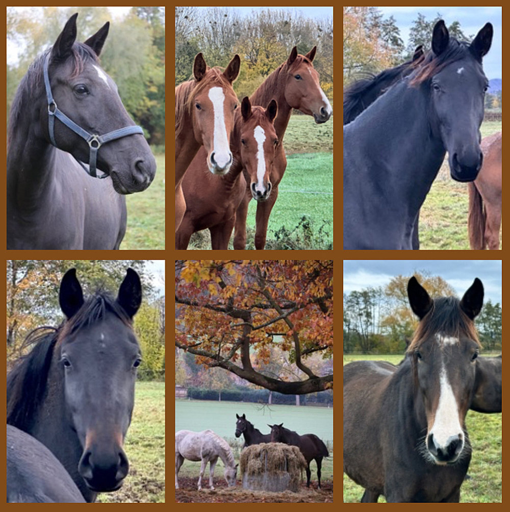 November 2025 - Trakehner Gestt Hmelschenburg - Fotos Sabine Beyer u. Beate Langels