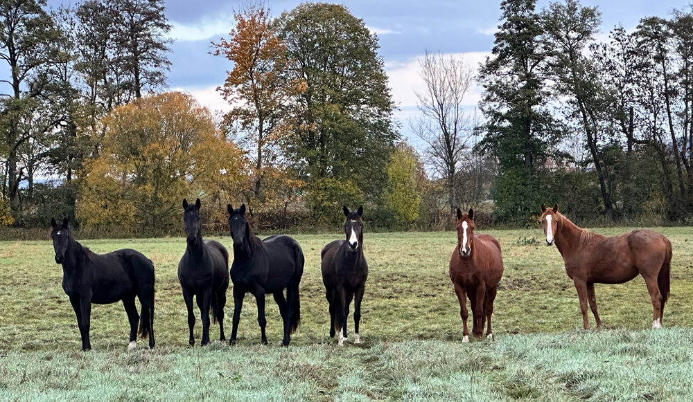 November 2025 - Trakehner Gestt Hmelschenburg - Fotos Sabine Beyer u. Beate Langels