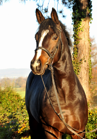 Saint Cyr von Kostolany u.d. Elitestute Schwalbenspiel von Exclusiv - im Trakehner Gestt Hmelschenburg - Foto: Beate Langels